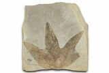 Fossil Sycamore (Macginitiea) Leaf - Green River Formation, Utah #356086-1